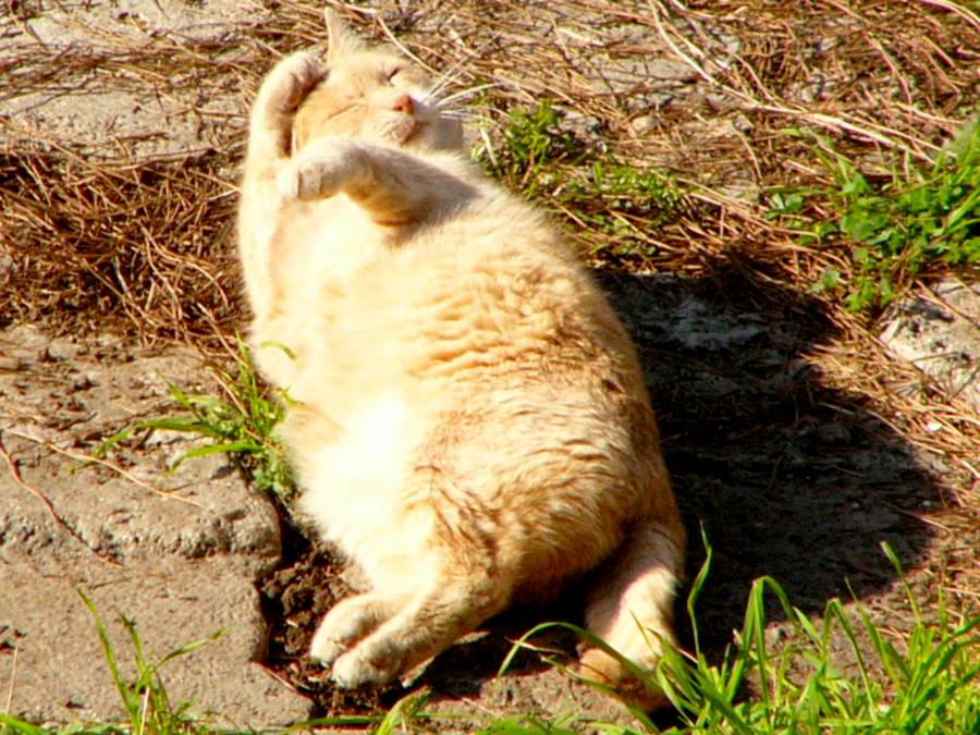 Fusa al sole
