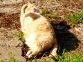 Fusa al sole