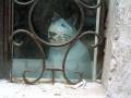 La Solitudine di un Gatto