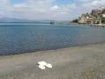 Anguillara