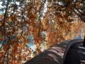 Lungotevere d'Autunno
